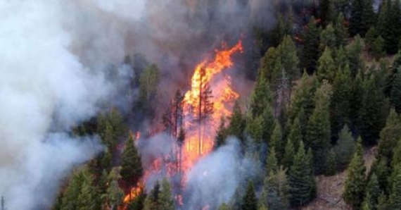 تبرسق: 30 هكتارا من أشجار الصنوبر الحلبي حصيلة حريق